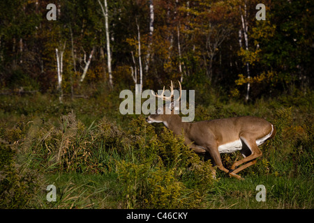 White-tailed Buck weglaufen Stockfoto