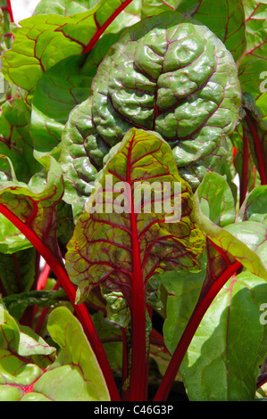 Mangold (Bright Lights) wächst, Calypso, Costa Del Sol, Provinz Malaga, Andalusien, Spanien, Westeuropa. Stockfoto