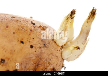 Kartoffel Rosenkohl isolierten auf weißen Hintergrund Stockfoto