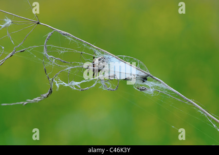 Spinnen nisten und Jagd Trap ausgefertigt Gras auf der Wiese. Stockfoto