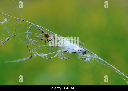 Spinnen nisten und Jagd Trap ausgefertigt Gras auf der Wiese. Stockfoto