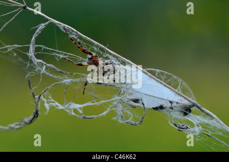 Spinnen nisten und Jagd Falle in die Wiese gemacht. Stockfoto