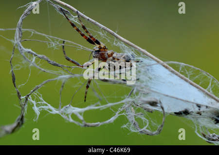 Spinnen nisten und Jagd Trap gemacht auf der Wiese. Stockfoto