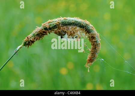 Spinnen nisten und eine Jagd-Falle ausgefertigt Gras auf der Wiese. Stockfoto