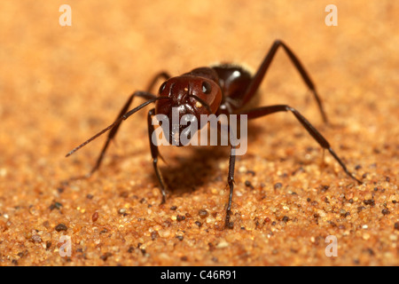 Sanddüne Ameisen Camponotus Detritus, Namib-Wüste, Namibia Stockfoto