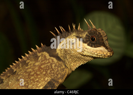 Berg gehörnten Drachen, Acanthosaura Crucigera, Khao Sok Nationalpark, Thailand Stockfoto