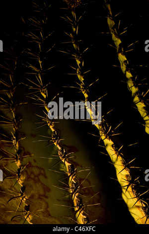 Closeup auf einem Kaktus Blättern in der Judäischen Wüste Stockfoto