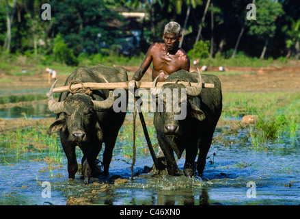 Mann mit Wasserbüffel Pflügen überfluteten Reisfeldern in Goa, Indien Stockfoto