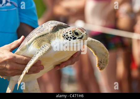 Ein Freiwilliger aus dem SC-Aquarium trägt eine gerettete juvenile grüne Meeresschildkröte in den Ozean für Version 3. Juni 2011 in Kiawah, South Carolina. Die Meeresschildkröte Rettungsprogramm rehabilitiert Kranken und verletzten Meeresschildkröten erholte sich entlang der Küste von South Carolina. Stockfoto