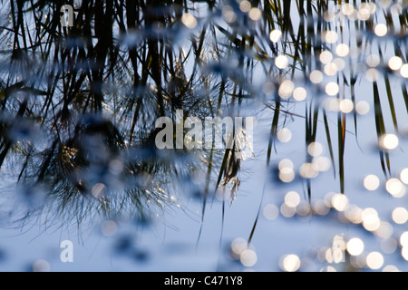 Abstrakten Blick auf die Chula Teich im oberen Galiläa Stockfoto