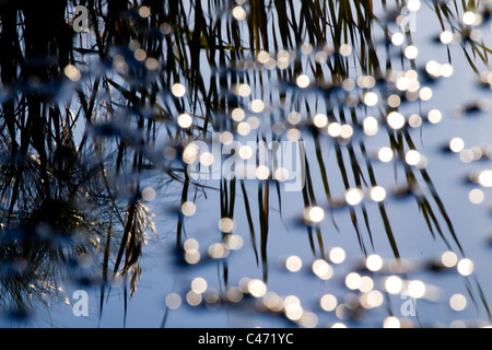 Abstrakten Blick auf die Chula Teich im oberen Galiläa Stockfoto