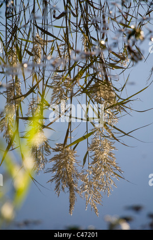 Abstrakten Blick auf die Chula Teich im oberen Galiläa Stockfoto