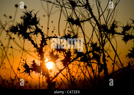 Foto von Dornengestrüpp im unteren Galiläa im Morgengrauen Stockfoto