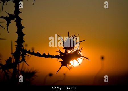 Foto von Dornengestrüpp im unteren Galiläa im Morgengrauen Stockfoto