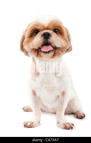 niedlichen Hund isoliert auf weißem Hintergrund Stockfoto