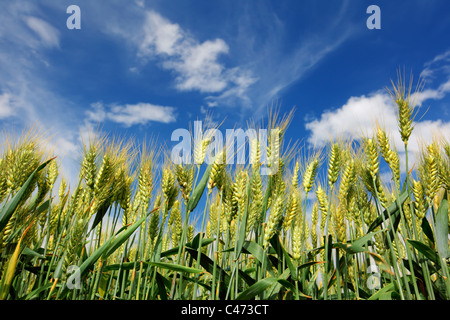 Grünes Weizenfeld und blauer Himmel Stockfoto