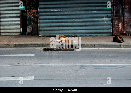 Zwei Street Hunde liegen auf dem Bürgersteig in Bangkok, Thailand Stockfoto