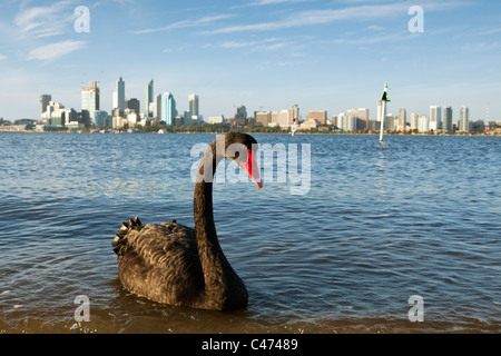 Schwarzer Schwan (Cygnus olor) am Swan River mit Skyline der Stadt im Hintergrund. Perth, Western Australia, Australien Stockfoto