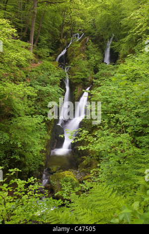 Stock Ghyll Force Wasserfall und Stock Ghyll Wald in der Nähe von Ambleside in The Lake District National Park Cumbria UK Stockfoto