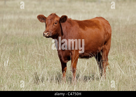 Rote Angus Kuh auf der Weide Stockfoto