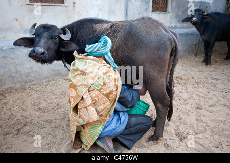 Mann ein Büffel Melken. Rajasthan. Indien Stockfoto