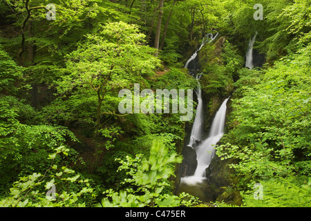 Stock Ghyll Force Wasserfall und Stock Ghyll Wald in der Nähe von Ambleside in The Lake District National Park Cumbria UK Stockfoto