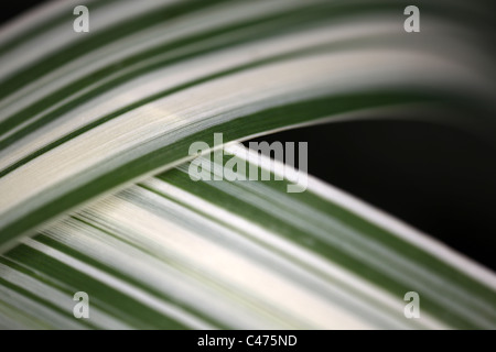 Arundo Donax Variegata - Riesengras Reed - abstrakte geringer Tiefe des Blickfelds Stockfoto