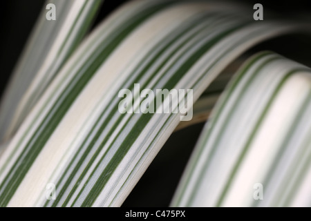 Arundo Donax Variegata - Riesengras Reed - abstrakte geringer Tiefe des Blickfelds Stockfoto