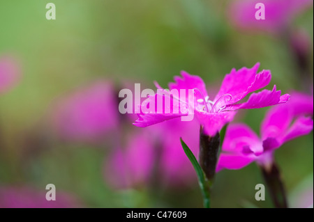 Dianthus 'Kahori"Rosa Blumen in einem Garten Stockfoto