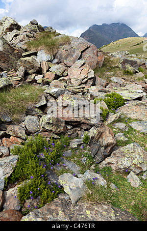 Glockenblume (Campanula Rotundifolia) Wildblumen zwischen Felsen mit Flechten in den Bergen von Arcalis Andorra Stockfoto