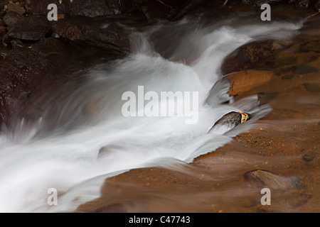 Leaf gefangen auf Felsen im schnell fließenden Strom Llortes Andorra Stockfoto