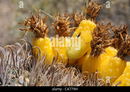 Angelhaken Barrel Cactus mit Insekt Loch in eine gelbe Frucht Stockfoto