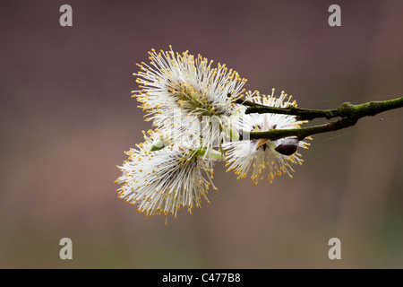 Ziege Weide Salix Caprea Nahaufnahme von männlichen Blüten Stockfoto
