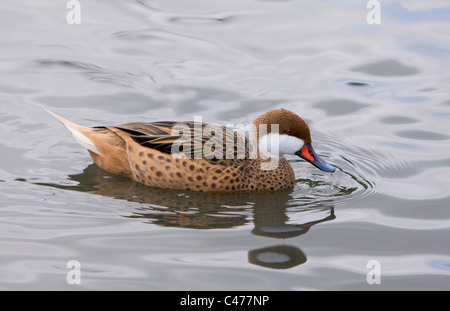 Größere weiße Wangen Pintail, Anas Bahamensis bahamensis Stockfoto