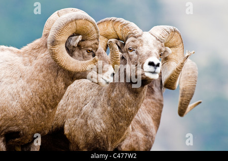 Rocky Mountain Bighorn Schafe (Ovis Canadensis Canadensis) Rams auf Wildhorse Insel im Flathead Lake Montana Stockfoto