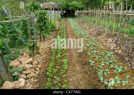 Bio-Gemüsegarten in Chiang Rai, Nord-thailand Stockfoto