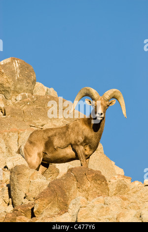 Ram-Wüste Dickhornschafe (Ovis Canadensis Nelsoni) Stockfoto