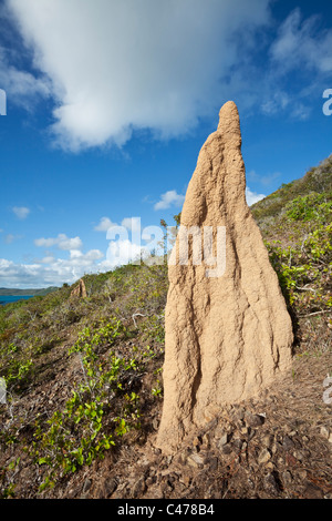 Termite-Hügel. Thursday Island, Torres-Strait-Inseln, Queensland, Australien Stockfoto