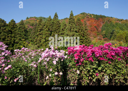 Blumen und Farben des Herbstes am Hang entlang Nakasendo Poststraße nahe Poststraße im Kiso-Tal, Nagano, Japan. Stockfoto