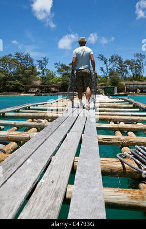 Ein Arbeiter trägt Pearl Oyster Käfigen an der Anlegestelle in Kazu Perlen. Freitag Island, Torres-Strait-Inseln, Queensland, Australien Stockfoto