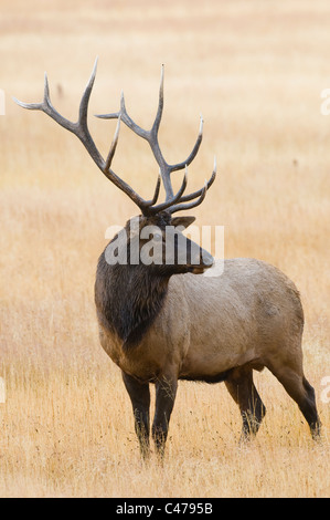 Rocky Mountain Stier Elche (Cervus Canadensis) Stockfoto