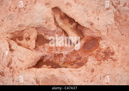 Dinosaurier-Fußspuren in der Nähe von Tuba City. Auf dem Navajo Land. Im Freien und sehr zugänglich. Stockfoto