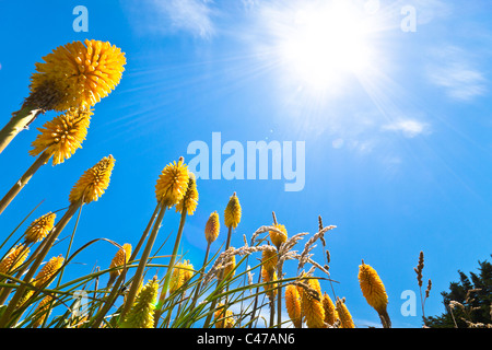 Schöne gelbe Lupine Blumen und sonnigen blauen Himmel. Stockfoto