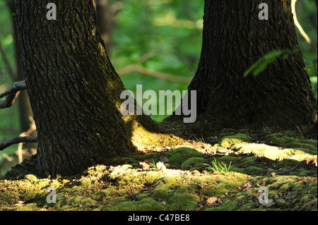 Frankreich, Maurepas, Yvelines, Wald-Holz Stockfoto