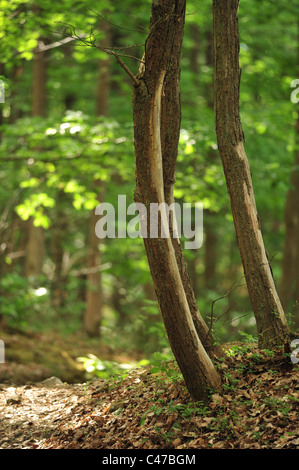 Frankreich, Maurepas, Yvelines, Wald-Holz Stockfoto