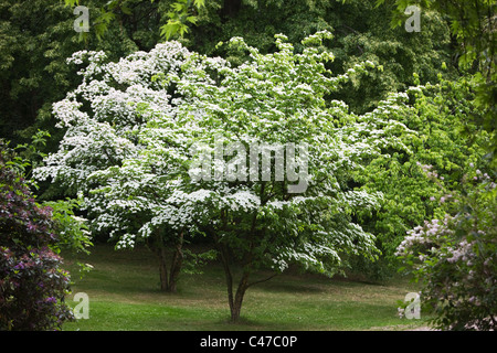 Zwei Bäume Kousa Hartriegel, Cornus Kousa, japanische blühende Hartriegel, in einem park Stockfoto