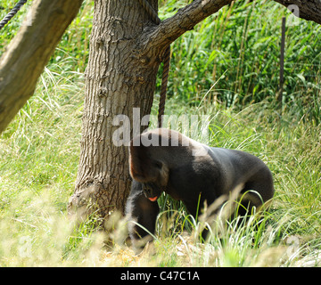 Westliche Flachlandgorillas im Londoner Zoo. Stockfoto