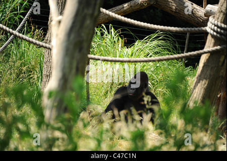 Westliche Flachlandgorillas im Londoner Zoo. Stockfoto