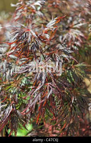 Leuchtend rote Blätter eines kleinen Acer-Baumes oder Ahorns im britischen Garten - Stockfoto