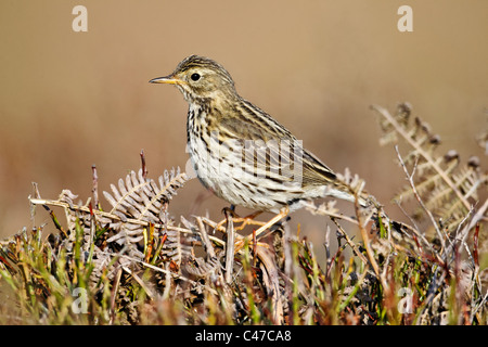 Wiese Pieper, Anthus Pratensis, einziger Vogel auf Bracken, Shropshire, Juni 2011 Stockfoto